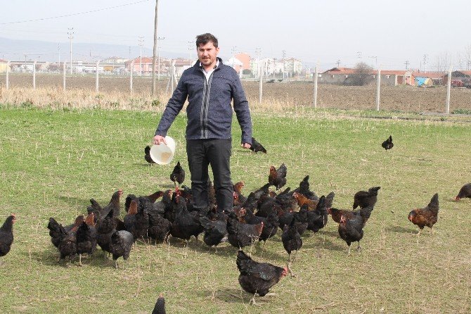 Organik Yumurtaya Büyük İlgi