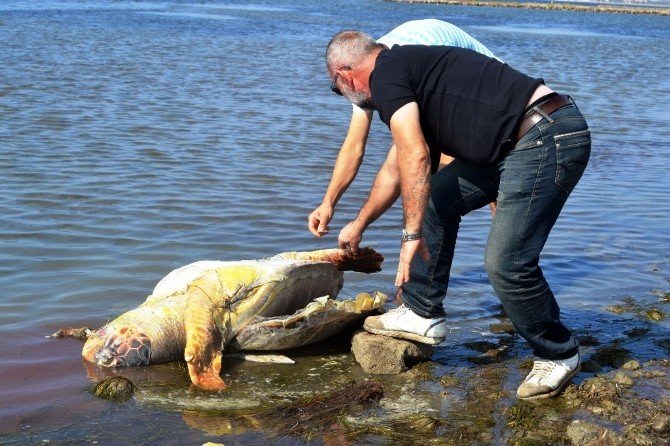 ’Caretta Caretta’yı Kurşunladılar