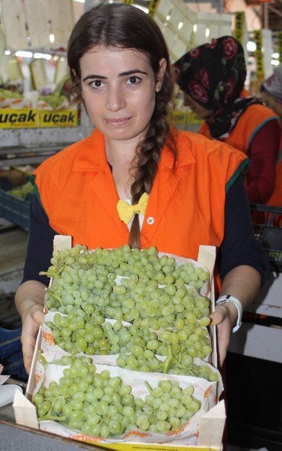 Yılın İlk Üzüm Hasadı Yapıldı
