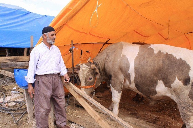 İzmit’te Kurbanlık Satıcılarından Fiyat Garantisi