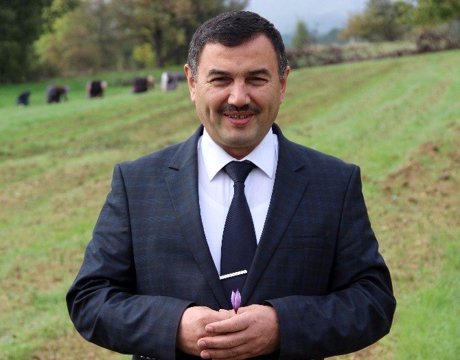 Safran Hasadı Başladı