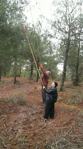 Vezirköprü Ormanlarında Böcek Operasyonu