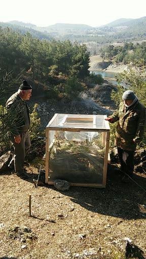 Vezirköprü Ormanlarında Böcek Operasyonu