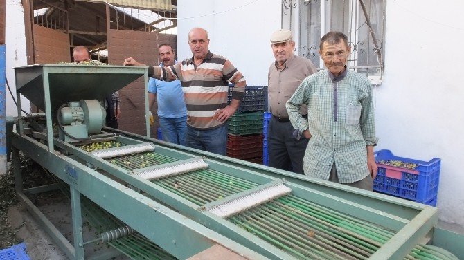 Zeytin Fiyatları Üreticiyi Sevindirdi