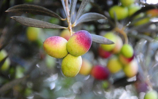 Zeytin Gerçek Değeriyle Ekonomiye Kazandırılacak