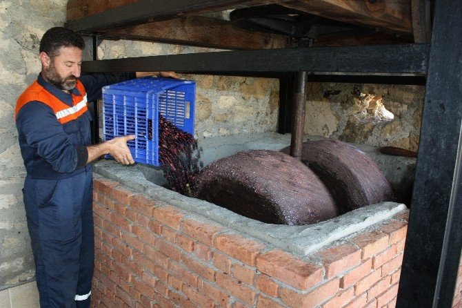 Doğanın İksiri Zeytin Sütü