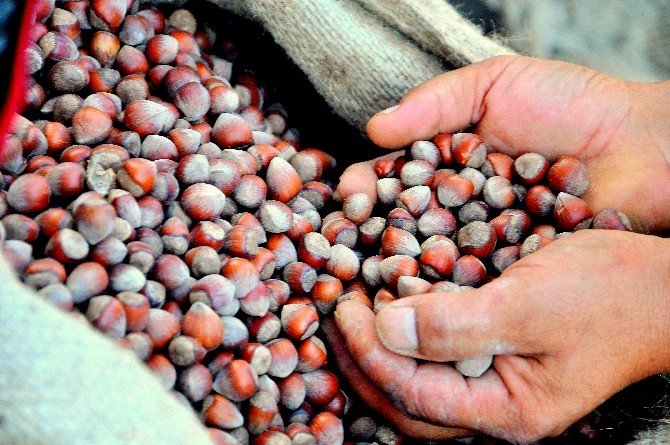 Tirebolu Ziraat Odası Başkanı Yaman’dan Üreticiye “Emanet Fındık“ Protestosu
