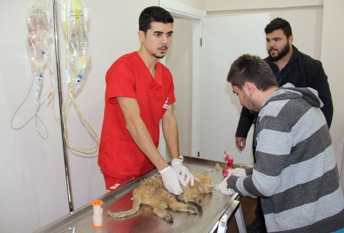 Çöpe Atılan Kediyi Hayvanseverler Kurtardı