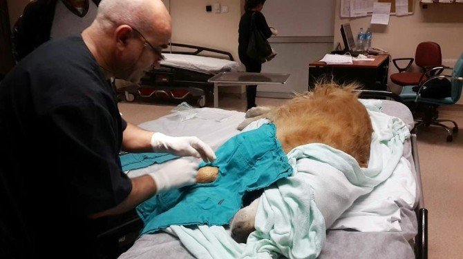 Köpeğe Ötenazi Uygulayan Doktor Hakkında Suç Duyurusu