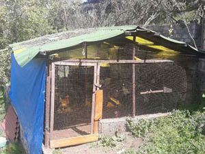 50 bin dolarlık kümes