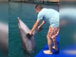 Yunus balığının horon keyfi