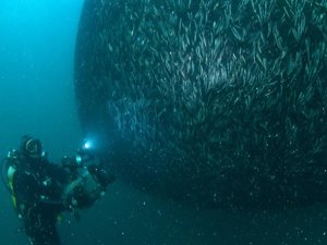 Hamsi Karadeniz'de Doğal Ortamında Görüntülendi