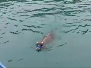 Rize’de Kaçarak Denize Giren Kurbanlık Dana Sürmene'de Yüzerken Bulundu