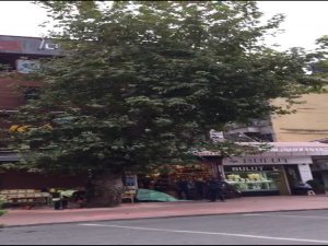 Rize’de Tarihi Çınar Ağacı Kesildi