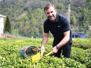 Okan Buruk Rize'de Çay Bahçesinde Çay Topladı