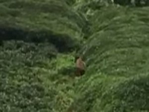 Rize’de Ayı Çay Bahçesine Girdi