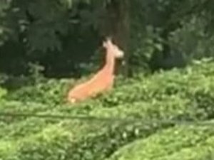 Karaca çay bahçesinde görüntülendi