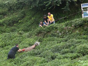 Rize'de Kaçan Kurbanlık Boğa Sahiplerine Zor Anlar Yaşattı