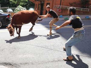 Rize'de Kaçan Boğa Şehrin Altını Üstüne Getirdi