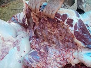 Rize’de Tüberküloz Çıkan 9 Kurbanın Eti İmha Edildi