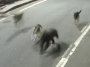 Rize’de Köpeklerin Ayı Kovalaması Güvenlik Kamerasında