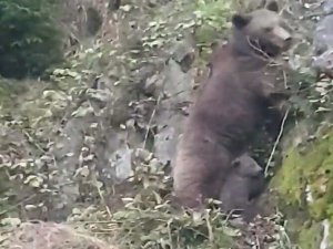 Rize'de yola inen ayı ile iki yavrusu görüntülendi