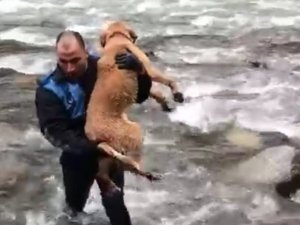 Zabıta Memuru Derede Mahsur Kalan Köpeği Kurtardı
