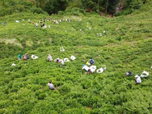 Fındıklı'da Çay Toplama Mecisi ile 20 Bin TL Gelir Elde Edildi