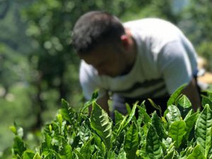AK Parti Çayeli İlçe Başkanı Karahan ve Ekibi, Şehit Ailesinin Çayını Topladı