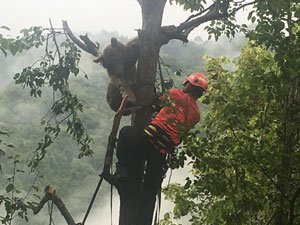Ağaçta Mahsur Kalan Ayı Böyle Kurtarıldı
