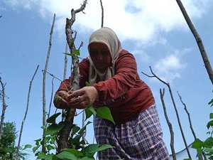 Rize Özlemini İstanbul'daki Bahçesinde Gideriyor