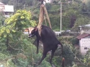 Rize’de Dereye Düşen İnek Vinçle Kurtarıldı