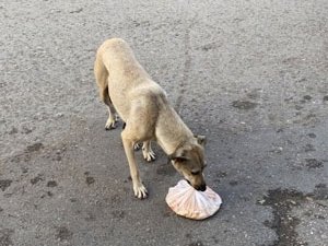 Sokak köpeği yemeğin bulunduğu poşeti yavrularına taşıyor