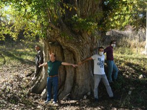 Dünyanın En Yaşlı Armut Ağacı Artvin’de Tespit Edildi