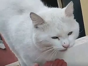 Rize'de Balkonda Mahsur Kalan Kediyi İtfaiye Ekipleri Kurtardı