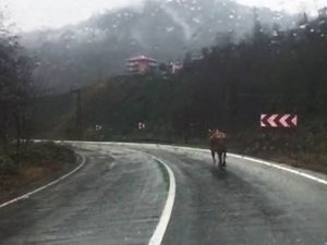 Rize’de Ahırdan Kaçan İnek Sahibine Zor Anlar Yaşattı
