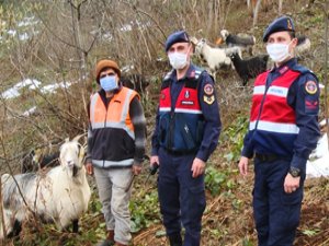 Rize'de jandarma ekipleri kaybolan keçileri drone ile buldu