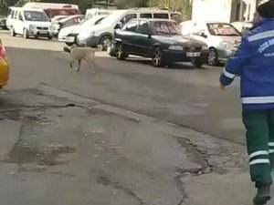 Rize’de Temizlik Görevlisi İle Süpürgesini Çalan Köpek Arasında Kovalamaca