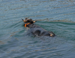 Rize’de Kaçan Boğa Denize Atladı