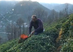 Rize'de Kış Ortasında Çay Topladılar