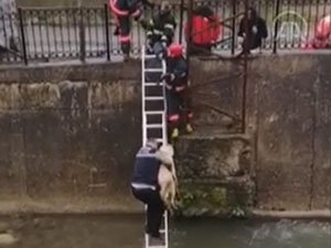 Rize'de dereye düşen köpeği itfaiye kurtardı