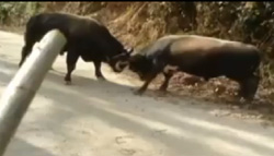 Rize'deki 'Oğlum Düşersin' Videosu İzlenme Rekoru Kırıyor !