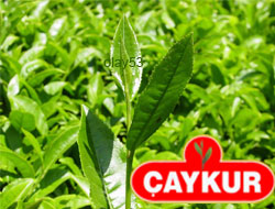 Çayda Randevulu Sistem Böyle Olacak