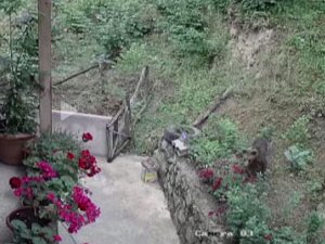 Rize'de bahçeye giren ayı güvenlik kamerasına yakalandı