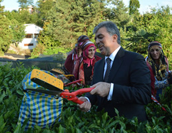 Cumhurbaşkanı Gül Rize'de çay topladı