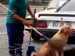 Temizlik Personeli Süpürgeyle Sokak Köpeğinin Sırtını Kaşıdı
