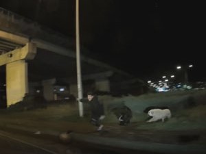 Rize'de köpeklerden kaçarken yola atlayan üniversiteli ezilmekten son anda kurtuldu