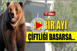 Rize’de Aç Ayı Alabalık Çiftliğini Bastı