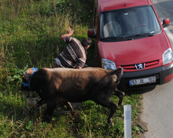 Rize'de Kaçan Boğa Trafiği Alt Üst Etti