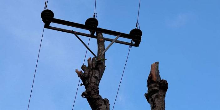 Rize’de kopan elektrik direğinin yerini ağaç aldı